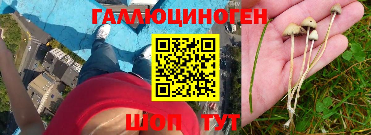 Псилоцибиновые грибы Psilocybe Верхняя Салда